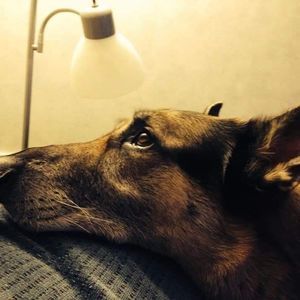 Meet your Posher, Adam